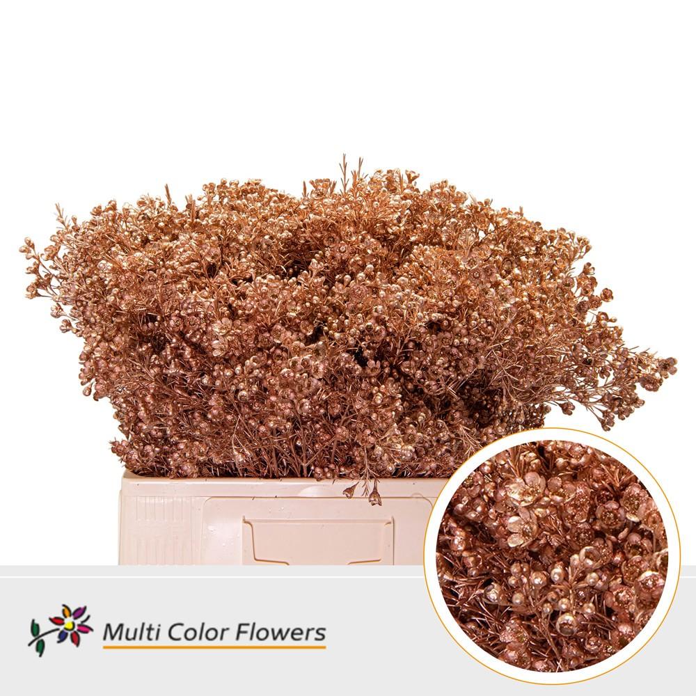 Срезанные цветы оптом Chamelaucium paint copper от 100шт из Голландии с доставкой по России