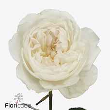 Срезанные цветы оптом Rosa la austin purity от 24шт. из Голландии с доставкой по России