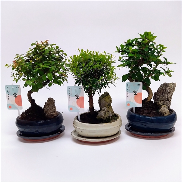 Горшечные цветы и растения оптом Bonsai Mix Landscape от 8шт из Голландии с доставкой по России