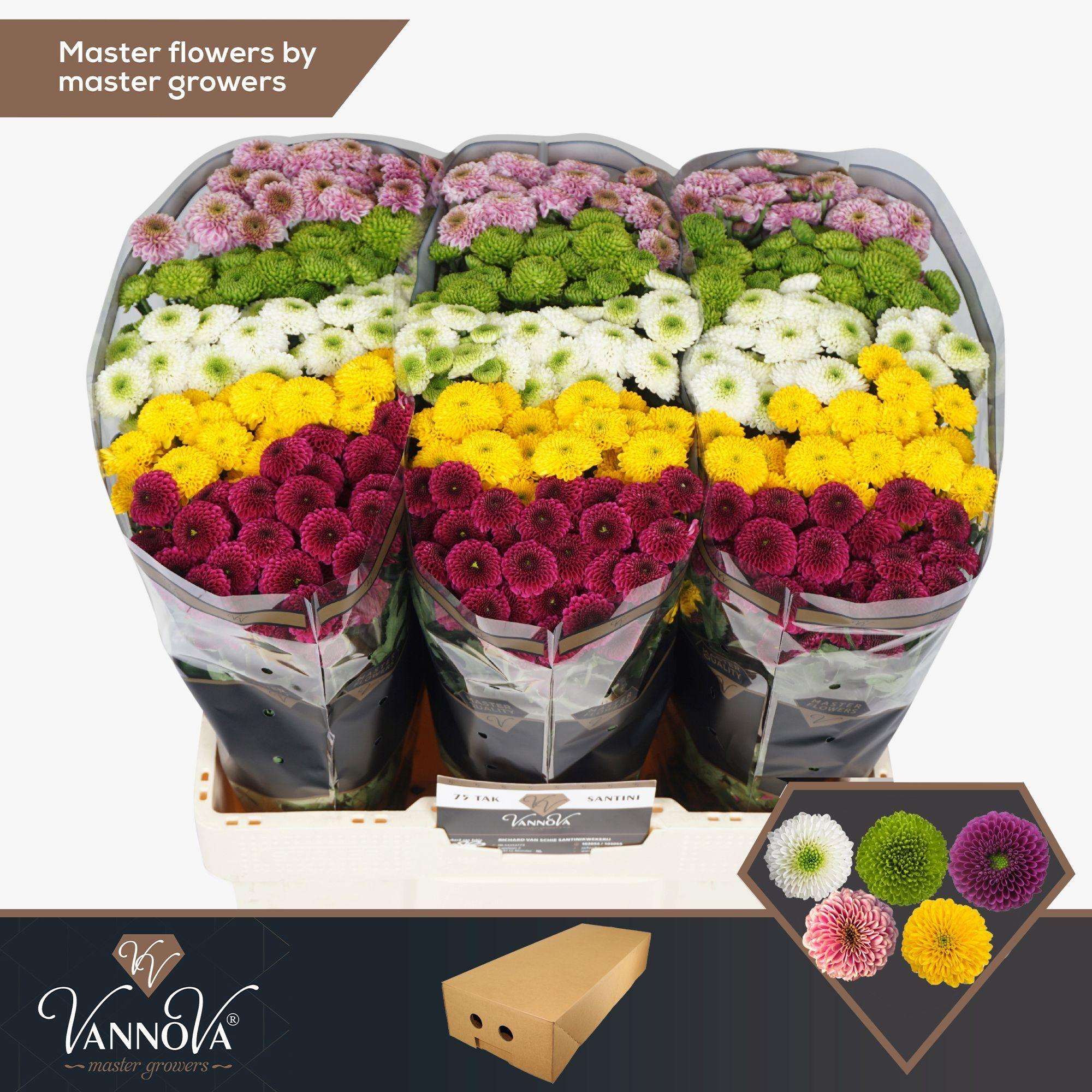 Срезанные цветы оптом Chrys sa mix pompon от 100шт из Голландии с доставкой по России