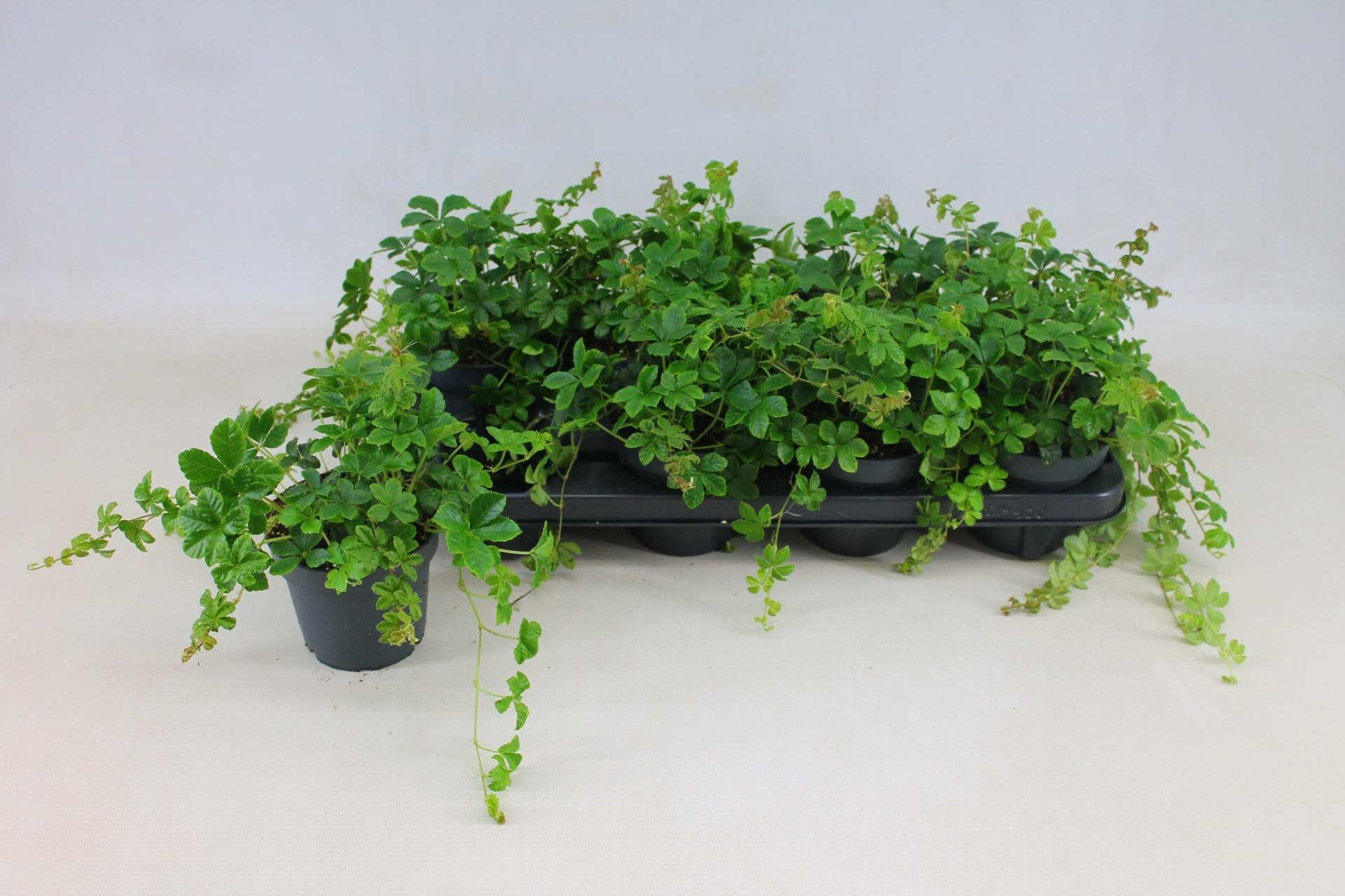 Горшечные цветы и растения оптом Parthenocissus Inser от 8шт из Голландии с доставкой по России