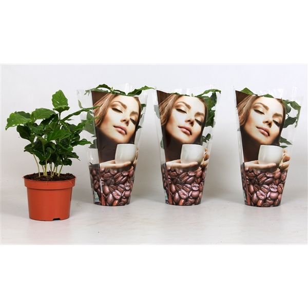 Горшечные цветы и растения оптом Coffea Arabica In Deco Sleeve от 10шт из Голландии с доставкой по России