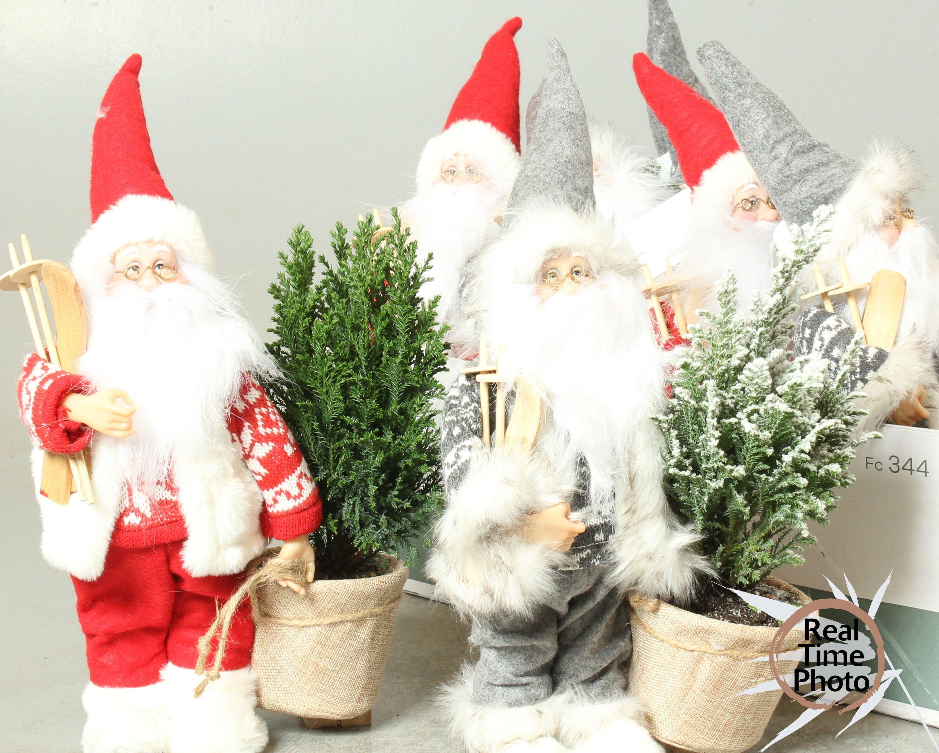 Горшечные цветы и растения оптом Cham L Ellwoodii от 9шт из Голландии с доставкой по России