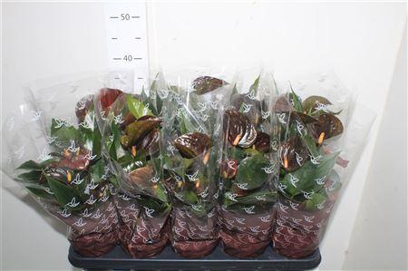 Горшечные цветы и растения оптом ** Anthu An C Chocolate 5+ Autumn Promo * от 10шт из Голландии с доставкой по России