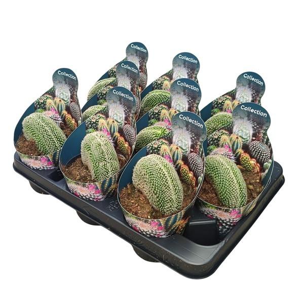 Горшечные цветы и растения оптом Mammillaria Matudae Crestata Potcover от 9шт из Голландии с доставкой по России