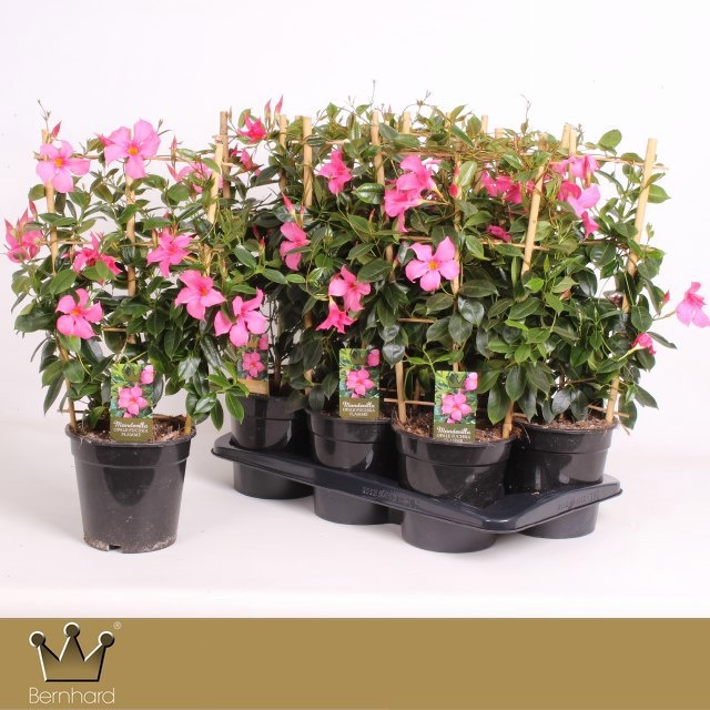 Горшечные цветы и растения оптом Mande Di Opa Fu Flam от 6шт из Голландии с доставкой по России