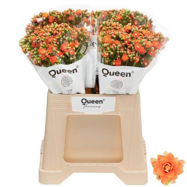 Срезанные цветы оптом Kalanchoe brilliant orange meadow от 20шт из Голландии с доставкой по России