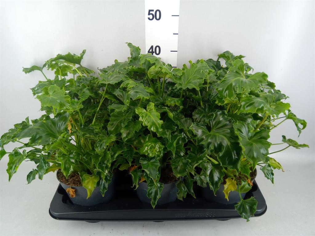 Горшечные цветы и растения оптом Philodendron ... AA от 6шт из Голландии с доставкой по России