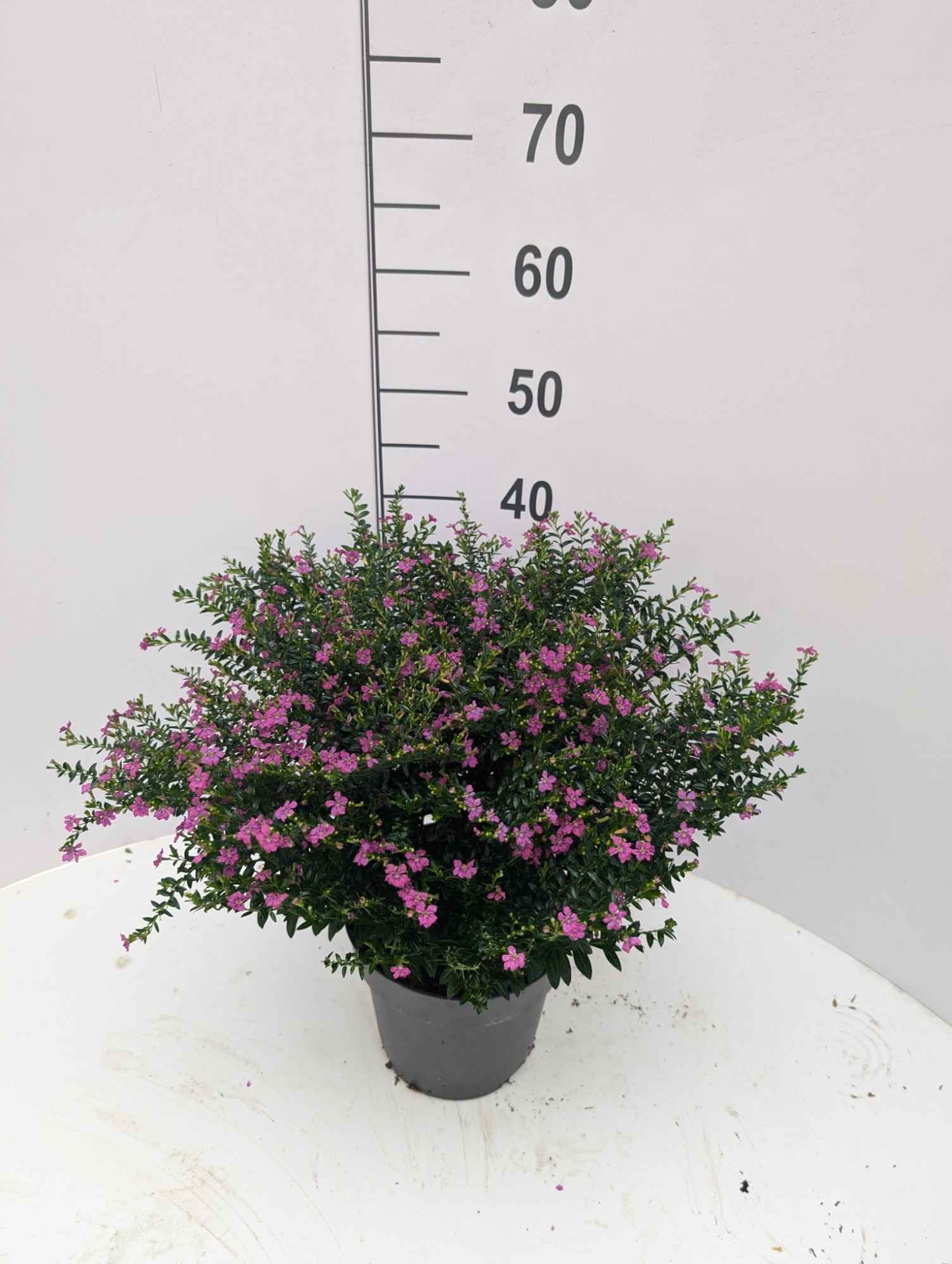 Горшечные цветы и растения оптом Cuph Hy Floriglory от 1шт из Голландии с доставкой по России
