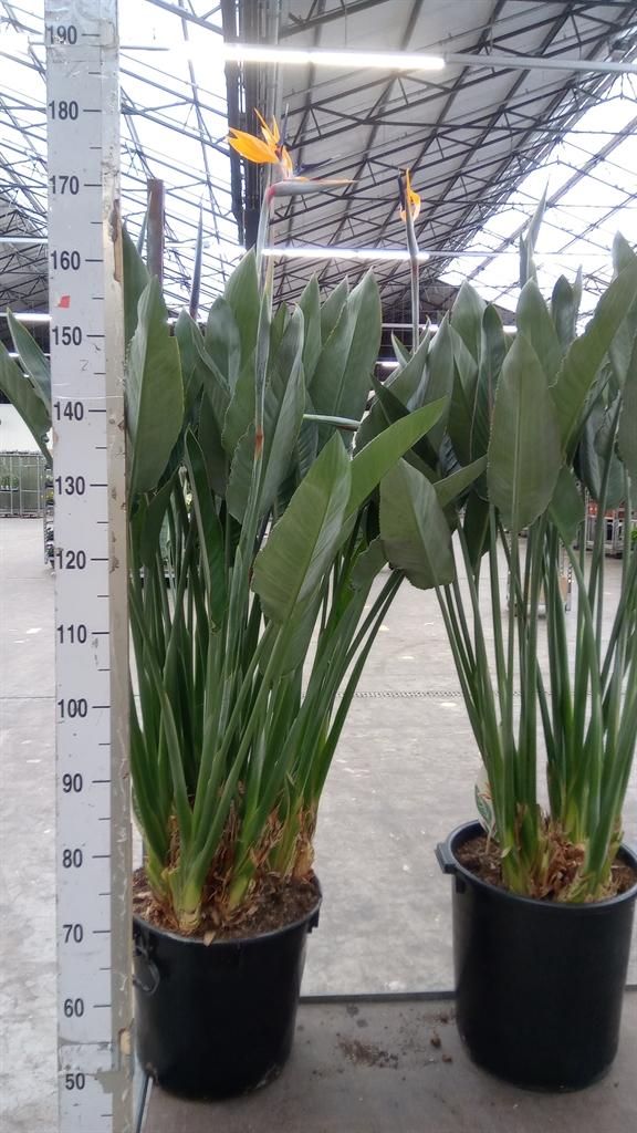 Горшечные цветы и растения оптом Strelitzia Reg. от 1шт из Голландии с доставкой по России