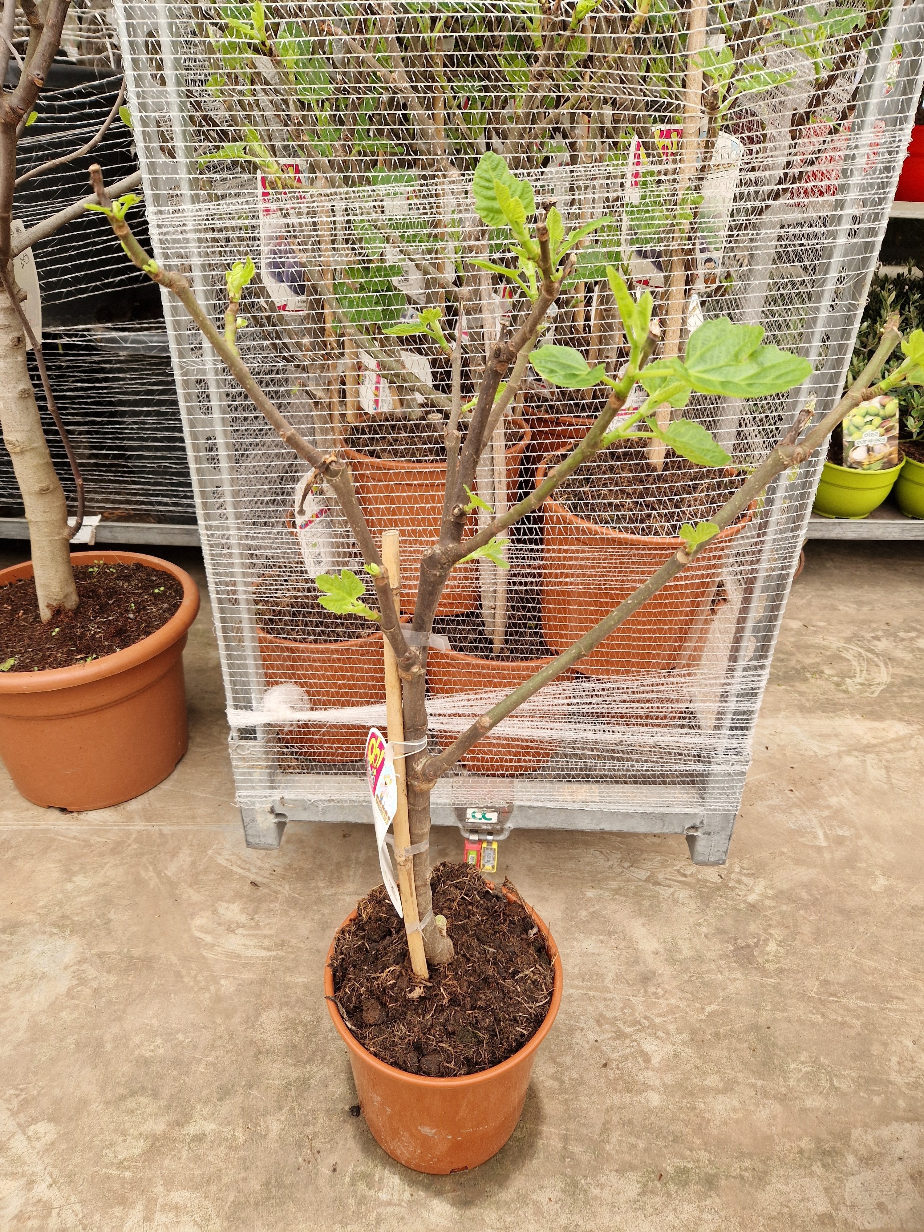 Горшечные цветы и растения оптом Ficus Carica от 3шт из Голландии с доставкой по России