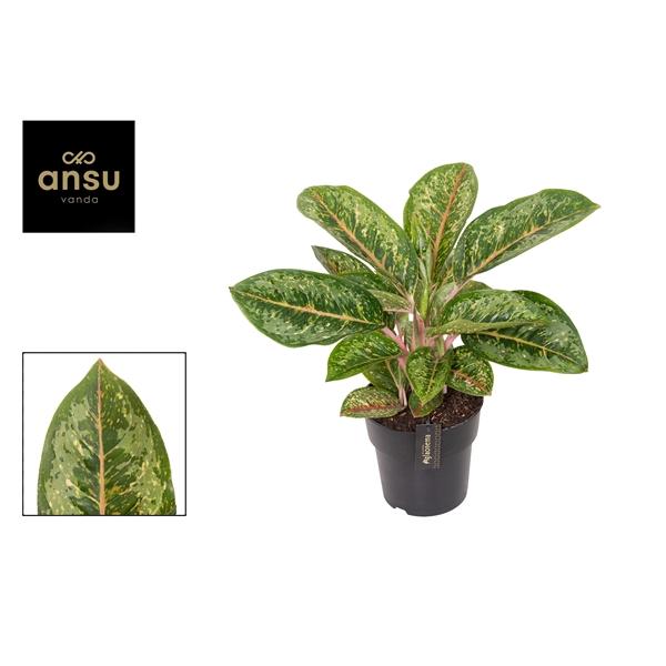 Горшечные цветы и растения оптом Aglaonema Camo Coralie от 3шт из Голландии с доставкой по России