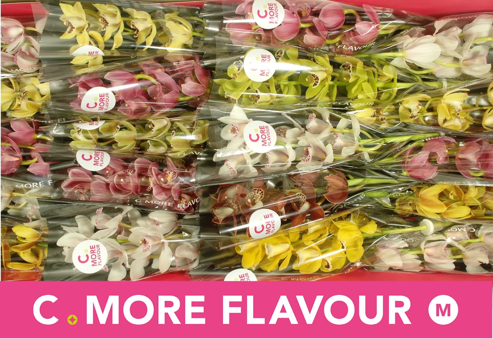 Срезанные цветы оптом Minicymbidium mix от 20шт. из Голландии с доставкой по России