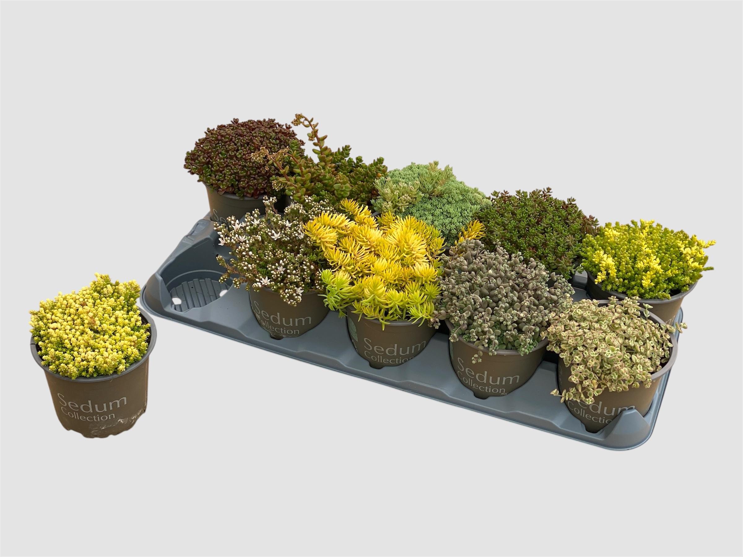 Горшечные цветы и растения оптом Sedum Gem от 10шт из Голландии с доставкой по России