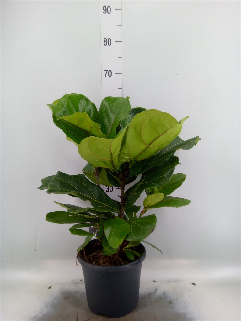 Горшечные цветы и растения оптом Ficus Lyrata Clumb от 1шт из Голландии с доставкой по России