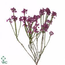 Срезанные цветы оптом Cape green erica corifolia от 150шт из Голландии с доставкой по России