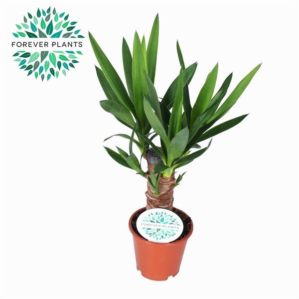 Горшечные цветы и растения оптом Yucca 20cm Stem 3+ от 10шт из Голландии с доставкой по России