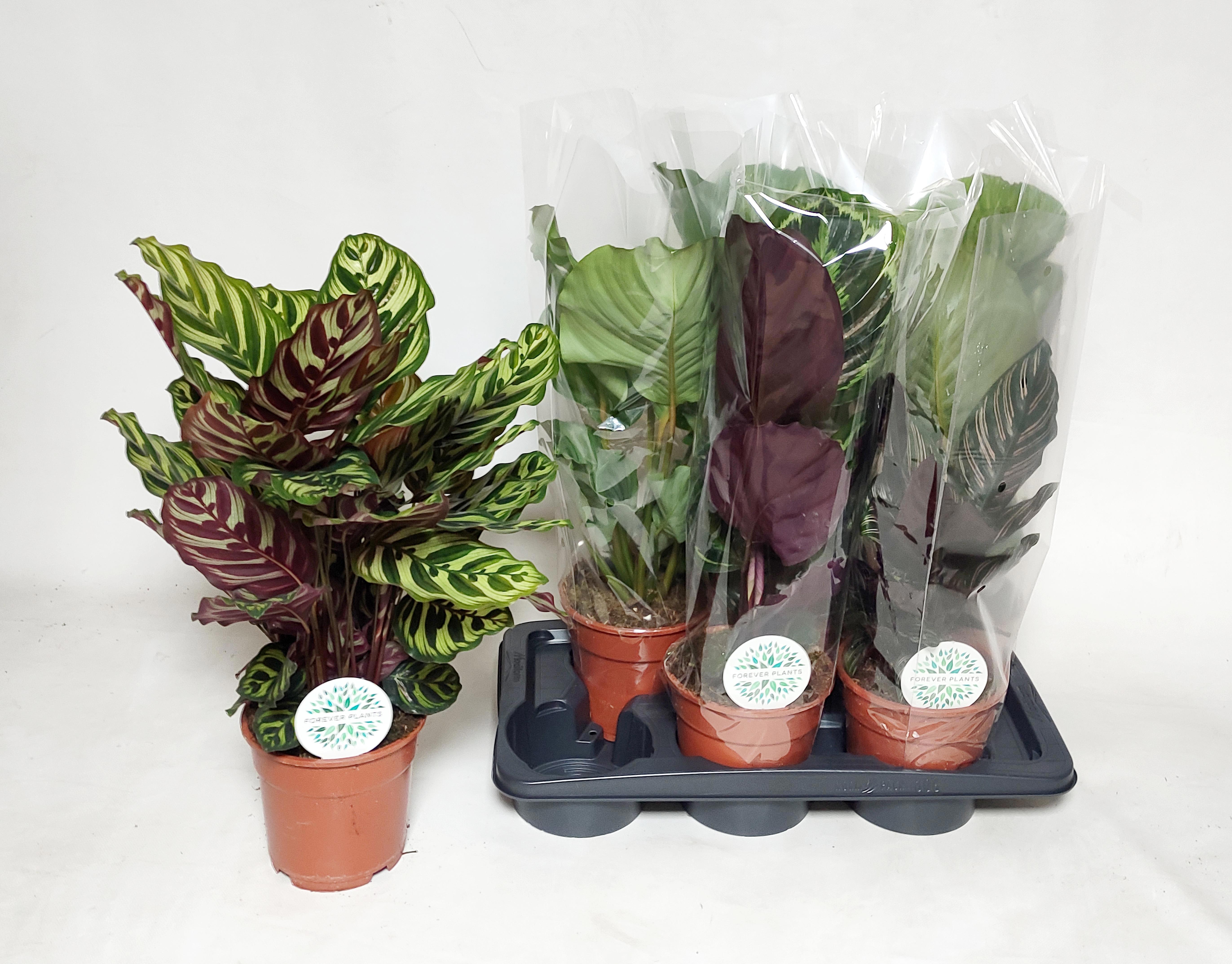 Горшечные цветы и растения оптом Calathea Mix от 6шт из Голландии с доставкой по России