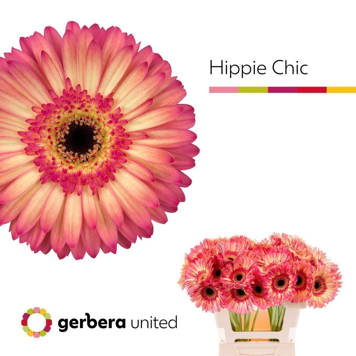 Срезанные цветы оптом Gerbera hippie chic от 40шт из Голландии с доставкой по России
