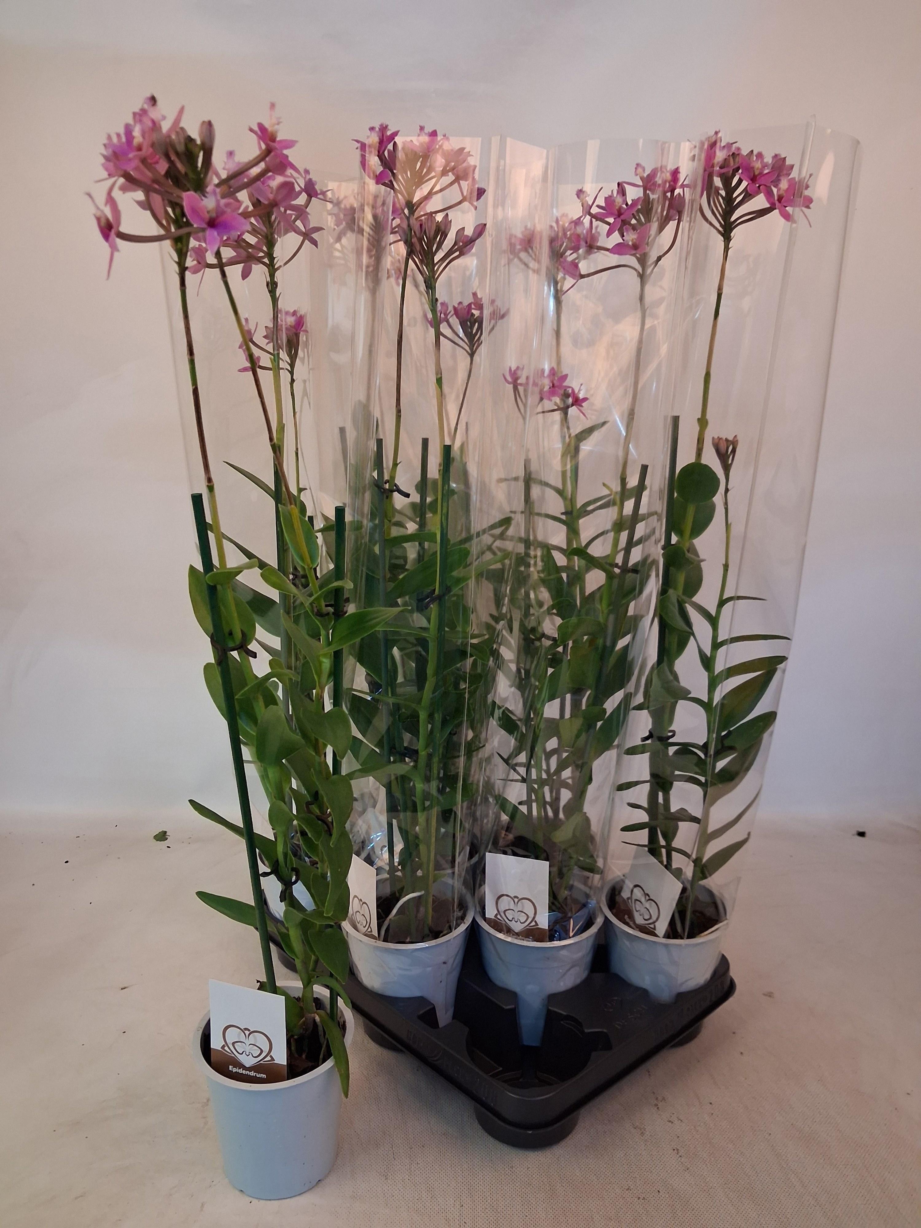 Горшечные цветы и растения оптом Epid Ov от 8шт из Голландии с доставкой по России