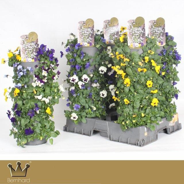 Горшечные цветы и растения оптом Vio Co Gem от 4шт из Голландии с доставкой по России