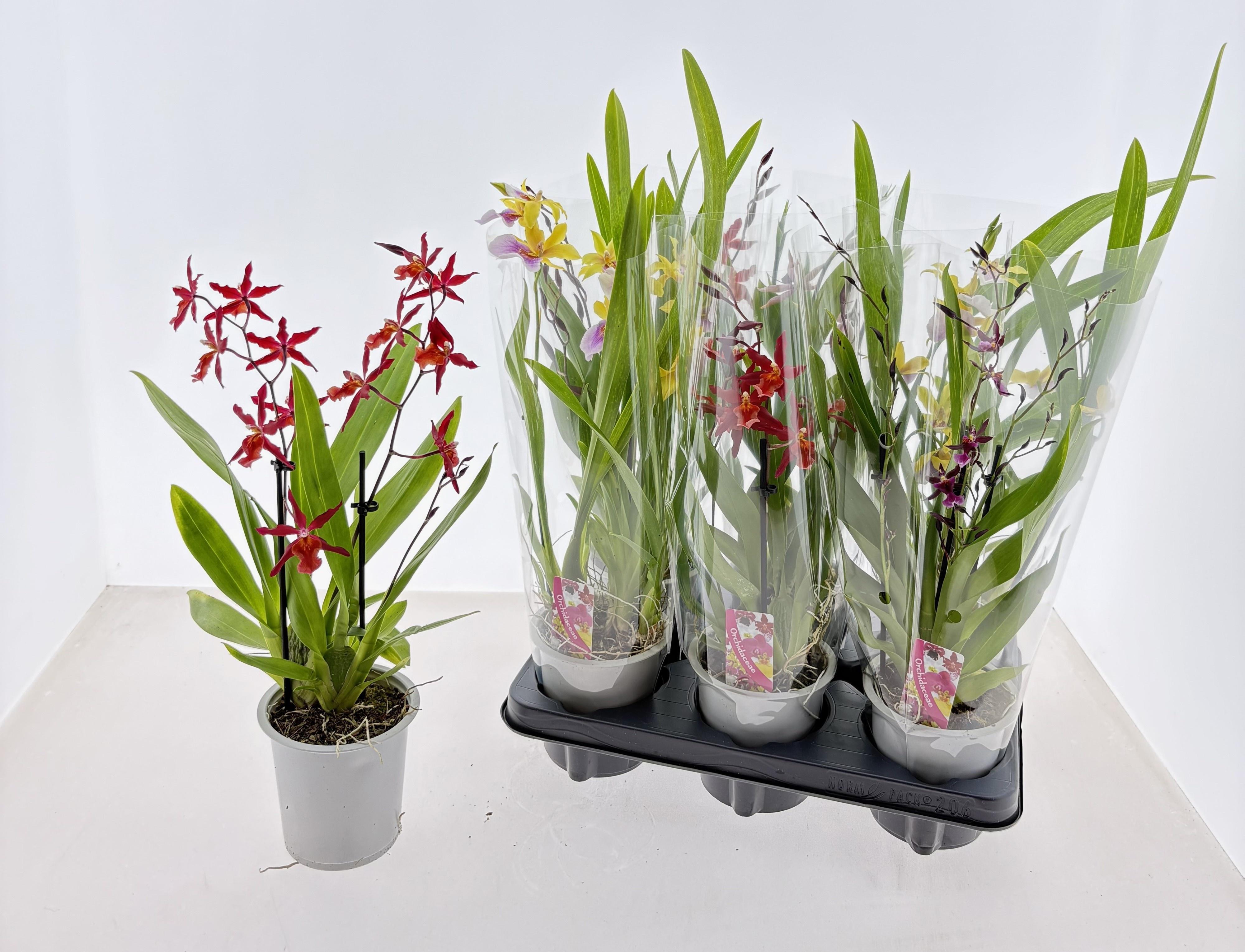 Горшечные цветы и растения оптом Orchideeen Gem от 6шт из Голландии с доставкой по России