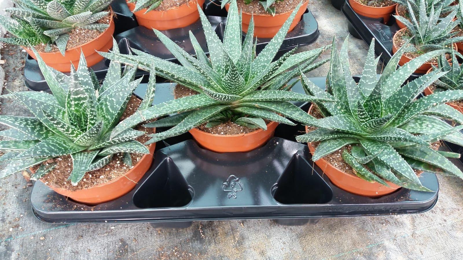 Горшечные цветы и растения оптом Gasteria Verrucosa от 3шт из Голландии с доставкой по России