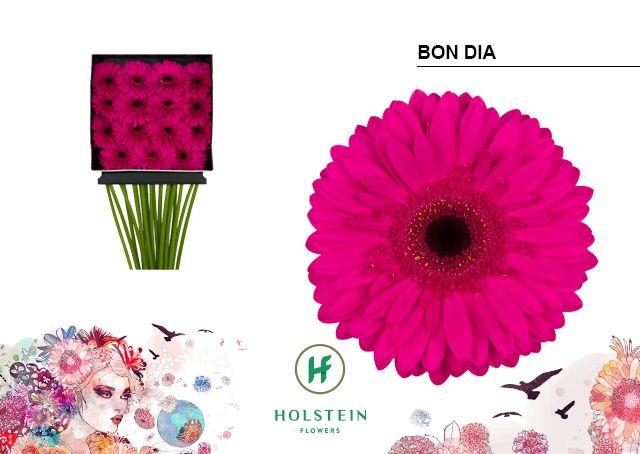 Срезанные цветы оптом Gerbera diamond bon dia от 15шт из Голландии с доставкой по России