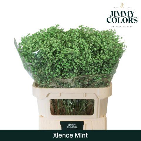 Срезанные цветы оптом Gyps large paint mintgreen от 50шт из Голландии с доставкой по России