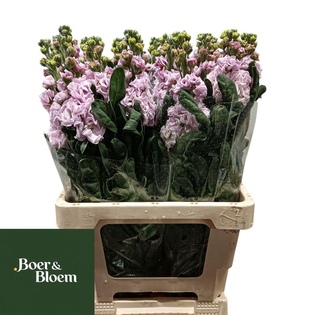 Срезанные цветы оптом Matthiola iron cherry blossom от 20шт из Голландии с доставкой по России
