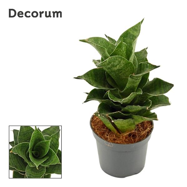 Горшечные цветы и растения оптом Sansevieria Mahanakorn (decorum) от 14шт (для телеги) из Голландии с доставкой по России
