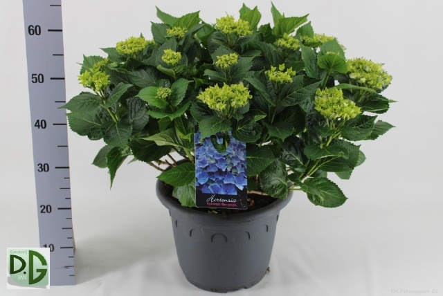 Горшечные цветы и растения оптом Hydr M Early от 1шт из Голландии с доставкой по России