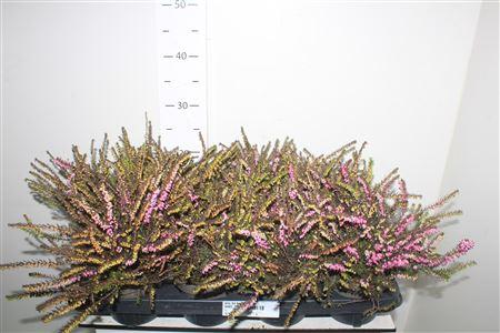 Горшечные цветы и растения оптом Eric Da Kramers Rote от 8шт из Голландии с доставкой по России