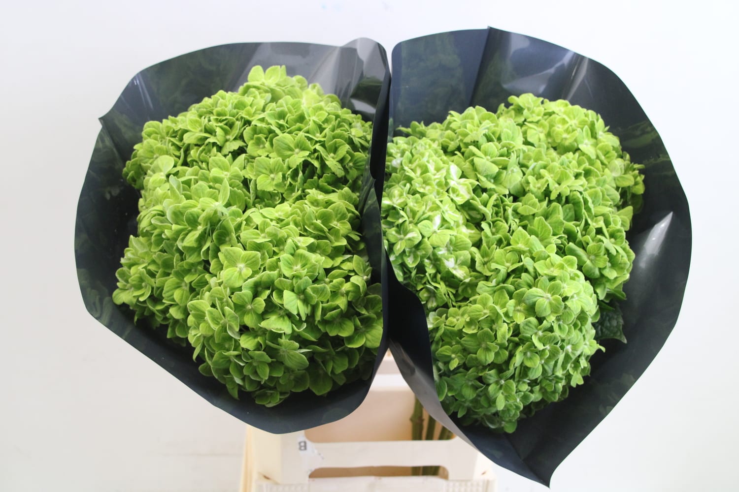 Срезанные цветы оптом Hydrangea green от 10шт из Голландии с доставкой по России