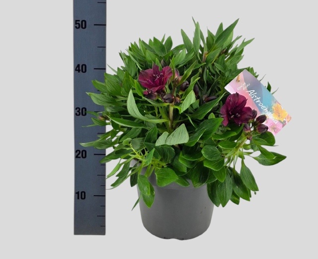 Горшечные цветы и растения оптом Alst Inti Da Purple от 1шт из Голландии с доставкой по России