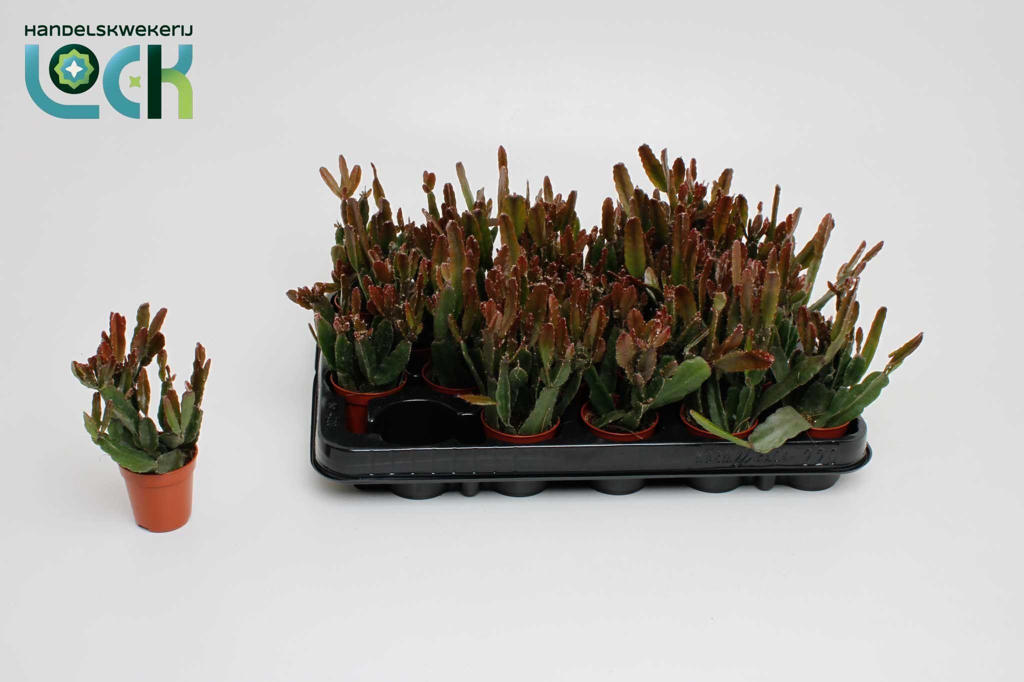 Горшечные цветы и растения оптом Rhipsalis Ov от 20шт (для телеги) из Голландии с доставкой по России