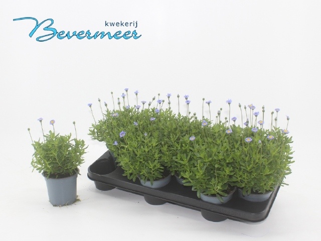 Горшечные цветы и растения оптом Feli Am Felicit Blue от 12шт из Голландии с доставкой по России