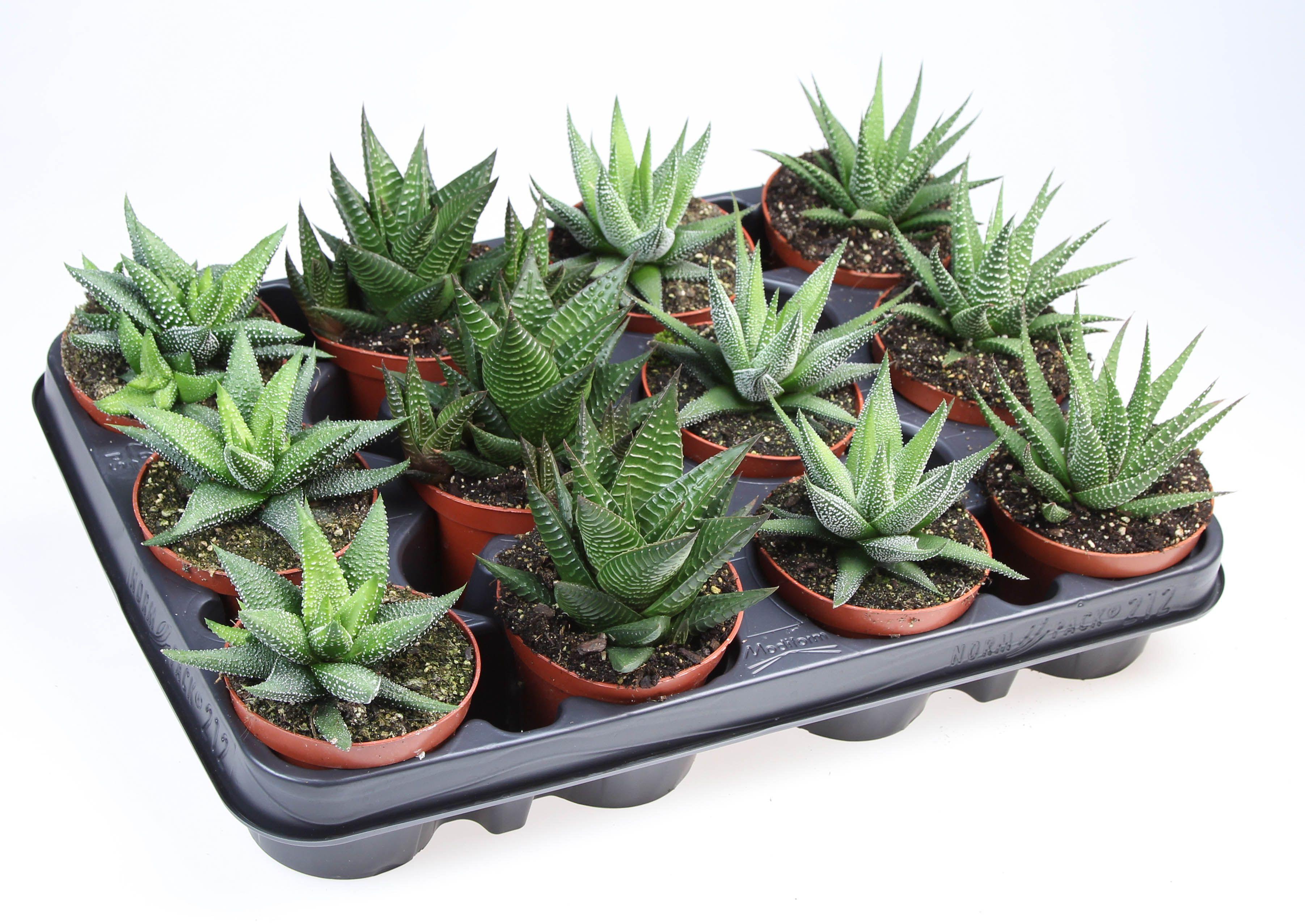 Горшечные цветы и растения оптом Haworthia Mix On Row от 12шт (для телеги) из Голландии с доставкой по России