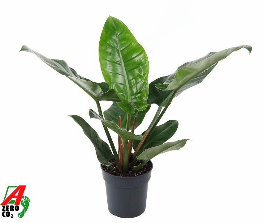 Горшечные цветы и растения оптом Philodendron Imperial Green от 1шт из Голландии с доставкой по России