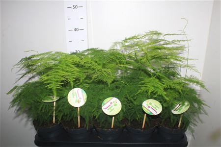 Горшечные цветы и растения оптом Aspar Setaceus от 10шт из Голландии с доставкой по России