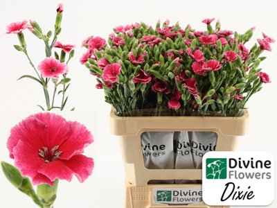 Срезанные цветы оптом Dianthus sp solomio dixie от 60шт из Голландии с доставкой по России