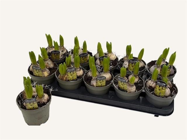 Горшечные цветы и растения оптом Hyacin Ov от 10шт из Голландии с доставкой по России