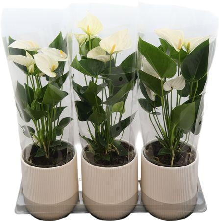 Горшечные цветы и растения оптом Anthu Karma White от 3шт из Голландии с доставкой по России