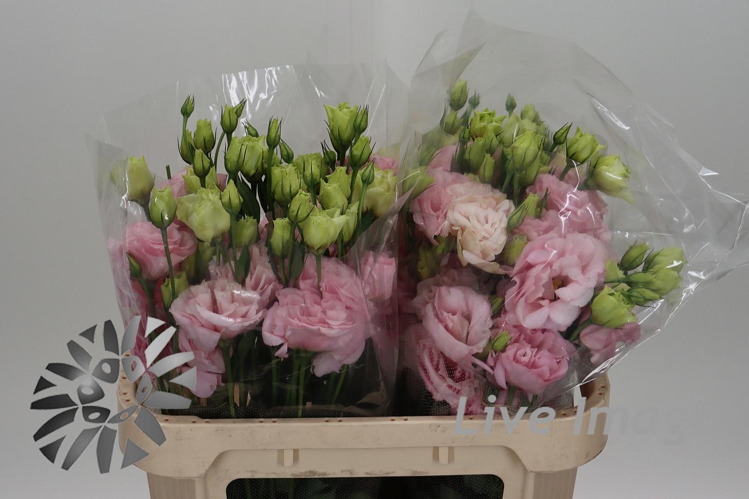 Срезанные цветы оптом Lisianthus do arena light pink от 30шт из Голландии с доставкой по России