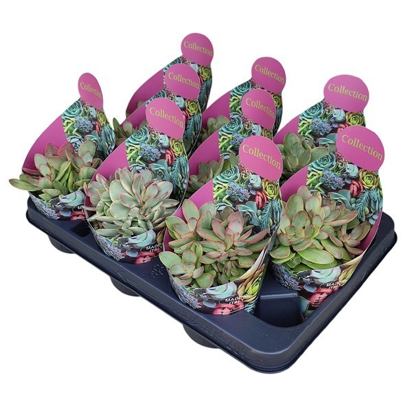 Горшечные цветы и растения оптом Crassula Money Maker Variegata Potcover от 9шт из Голландии с доставкой по России