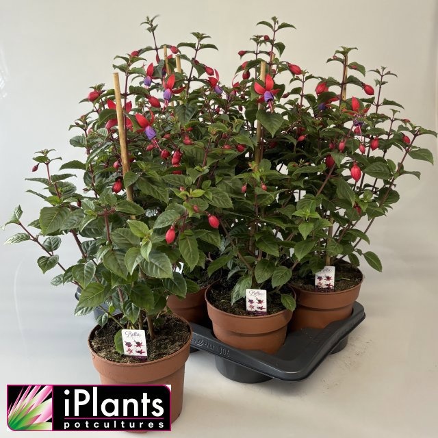 Горшечные цветы и растения оптом Fuchsia B F Mixk от 6шт из Голландии с доставкой по России
