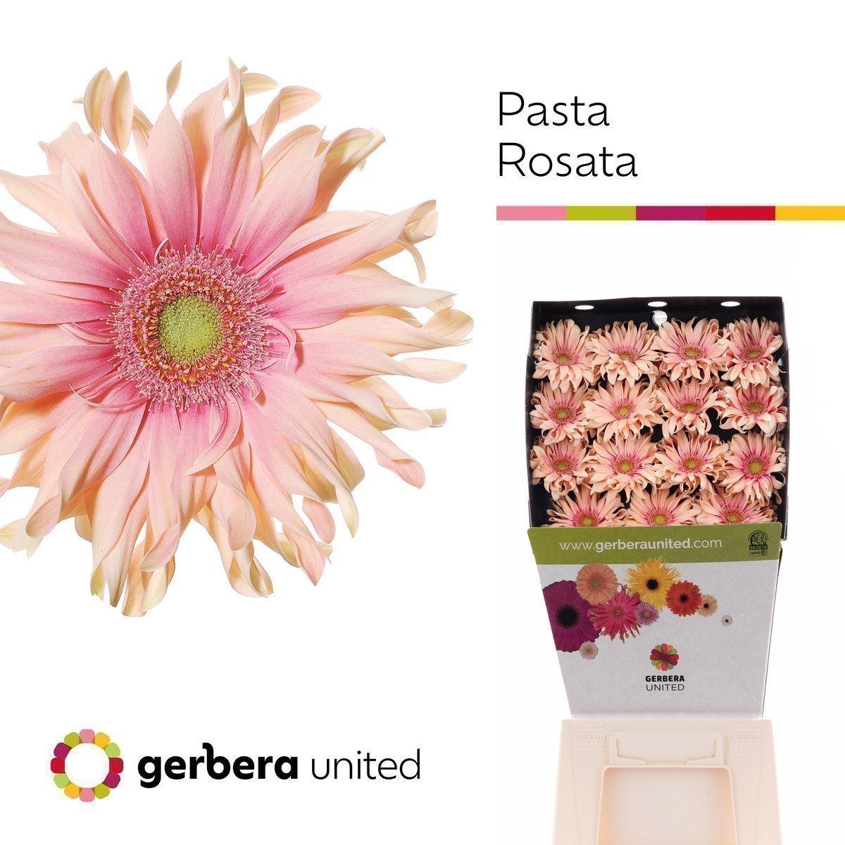 Срезанные цветы оптом Gerbera diamond pasta rosata от 15шт из Голландии с доставкой по России