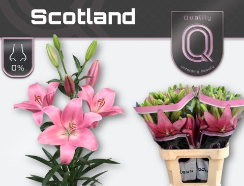 Срезанные цветы оптом Lilium la scotland от 60шт. из Голландии с доставкой по России
