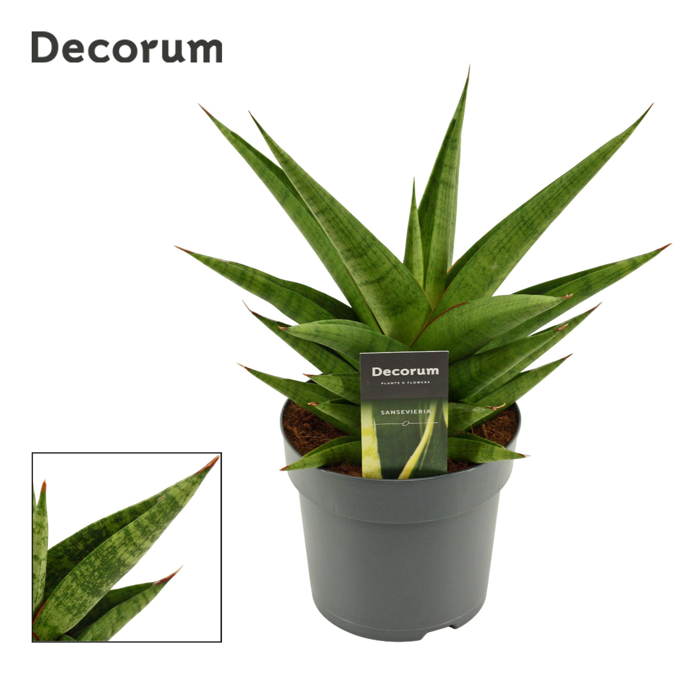 Горшечные цветы и растения оптом Sansevieria Snow Lotus Crown 14 Cm (decorum) от 7шт из Голландии с доставкой по России