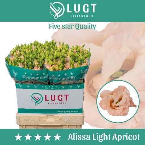 Срезанные цветы оптом Lisianthus do alissa light apricot от 140шт. из Голландии с доставкой по России